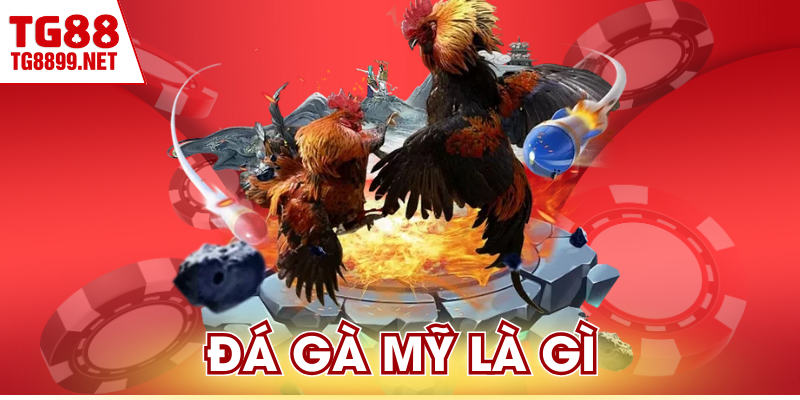 Đá Gà Mỹ Là Gì | Sức Mạnh Hủy Diệt Của Chiến Kê Hoa Kỳ