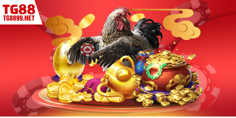 Sức hút đặc biệt của sảnh đá gà Mộc Bài