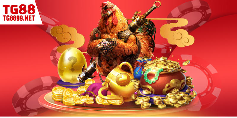 Tổng hợp chú ý quan trọng khi chọi kê gà Mỹ